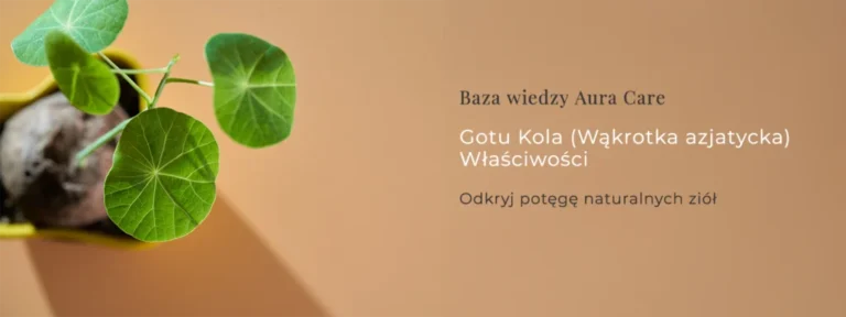 Gotu Kola (Wąkrotka azjatycka) Właściwości – odkryj potęgę naturalnych ziół