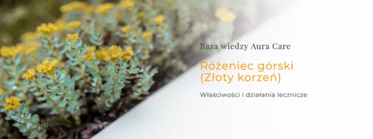 Różeniec górski (Złoty korzeń) – właściwości i działania lecznicze